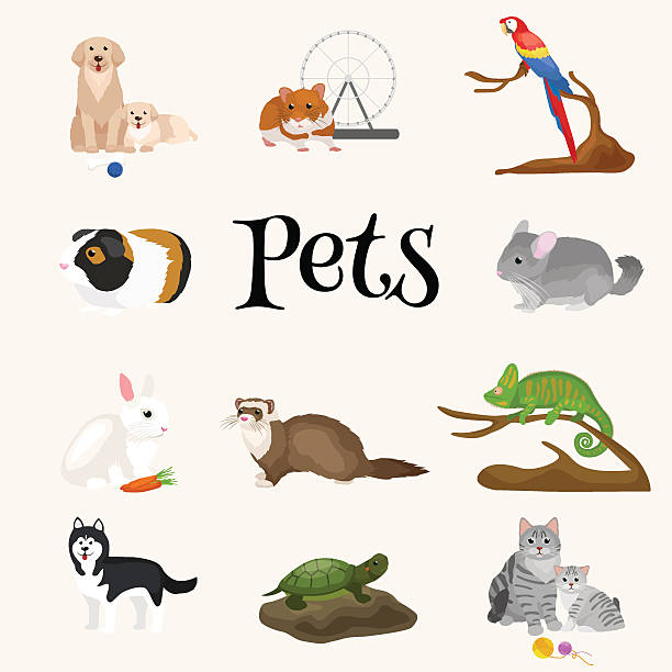 istock Home pets set, cat dog parrot goldfish hamster, domesticated animals 538338006