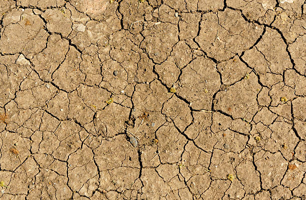 istock Dry farm land rice field 538338176