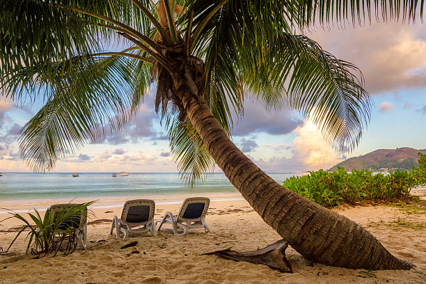 istock Beach chairs under a palm tree on a tropical island 538338414
