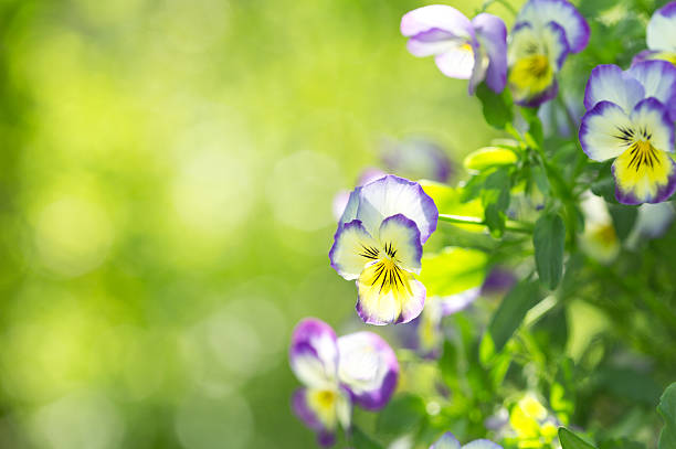 istock viola flowers on green background 538338812