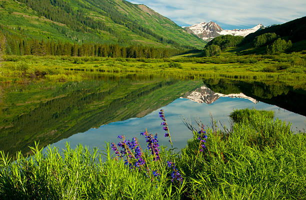 magnifiques reflets de l'eau claire dans le lac bleu. - wildflower flower colorado lupine photos et images de collection