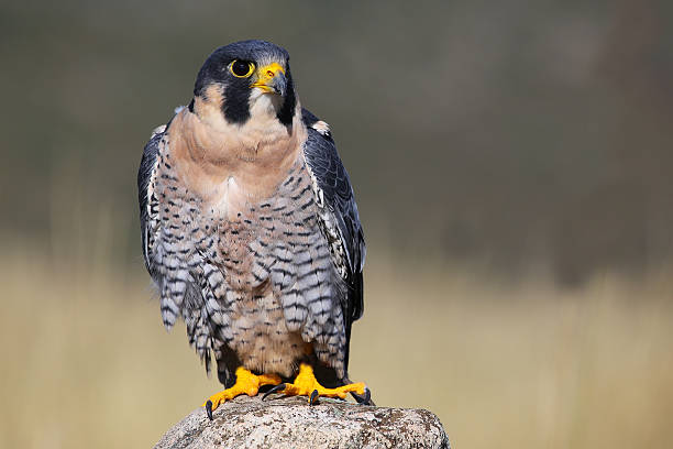 istock Peregrine falcon sitting on a rock 538339157