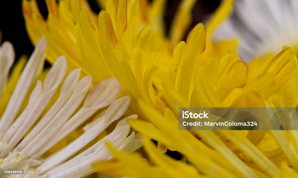 Flower Lovers Two flowers with different colors kept touching each others Colors Stock Photo