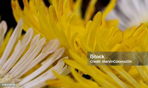 Flower Lovers Stock Photo - Download Image Now - Colors, Environmental Conservation, Extreme Close-Up