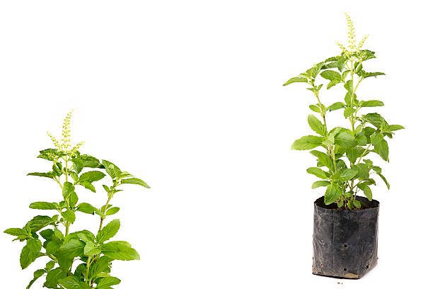 istock Ocimum sanctum on white background, sprouts in a plastic pot 538339608