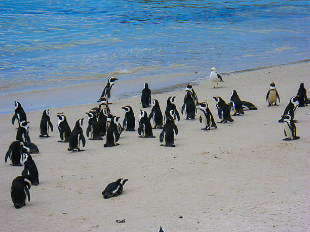 istock African Penguin Colony at Waters Edge, South Africa 538340234