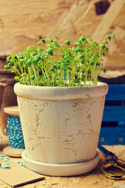 istock Seedlings of green watercress 538340382