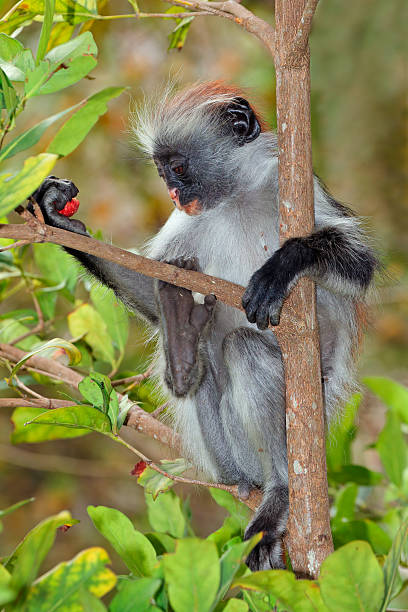 Stummer Affe Sansibarstummelaffe - Bilder und Stockfotos - iStock