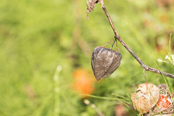 image of dry physalis in garden