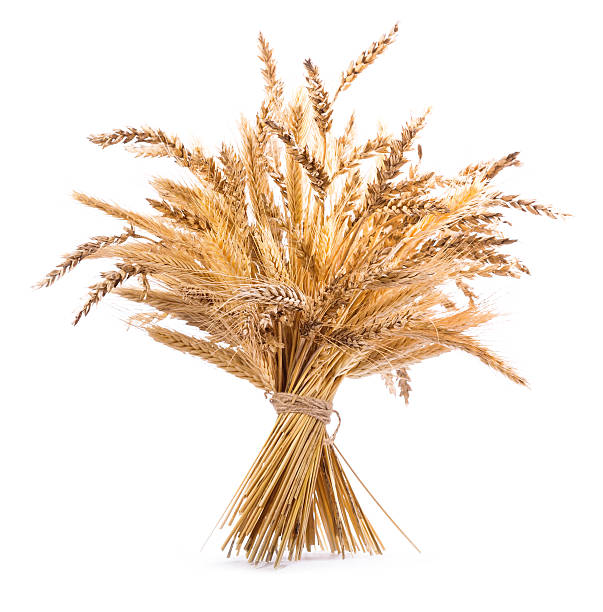 istock various types of grains isolated on white background 538340982