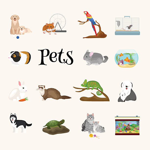 istock Home pets set, cat dog parrot goldfish hamster, domesticated animals 538341224