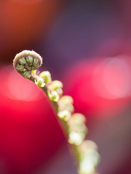 Fern Plant stock photo