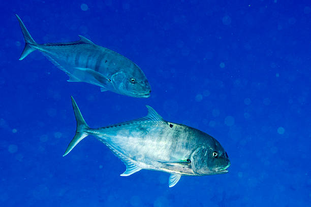 istock red snappers fish underwater portrait close up 538343268