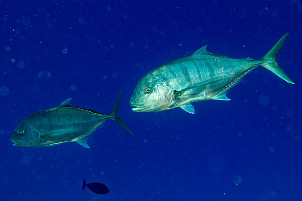 istock red snappers fish underwater portrait close up 538343288
