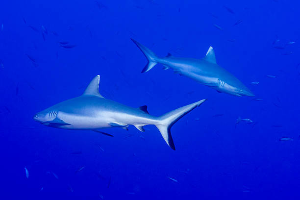 istock Grey shark ready to attack underwater in the blue 538343422