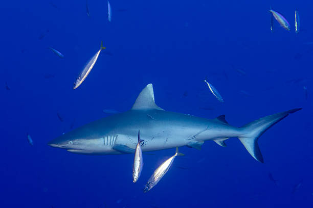 istock Grey shark ready to attack underwater in the blue 538343444