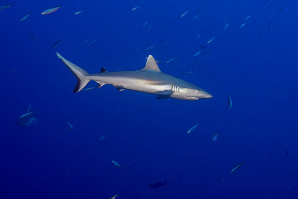 istock Grey shark ready to attack underwater in the blue 538343490