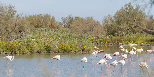 istock Flamingo is landing on water in Camargue 538343818