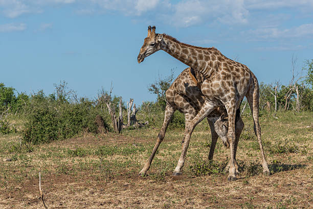 istock Two South African giraffe fighting in bush 538343936