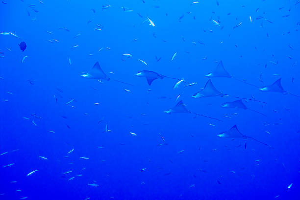 istock eagle ray manta while diving in Maldives 538343958