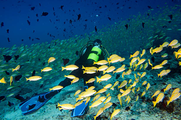 istock butterfly fish while scuba diving in maldives 538344108
