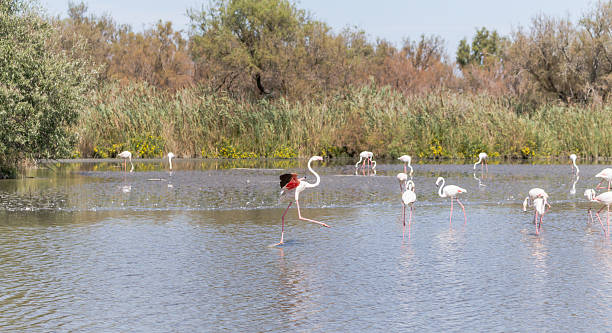 istock Flamingo is landing on water in Camargue 538344586