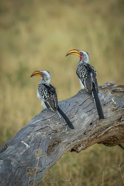 istock Two southern yellow-billed hornbills side-by-side on log 538344670
