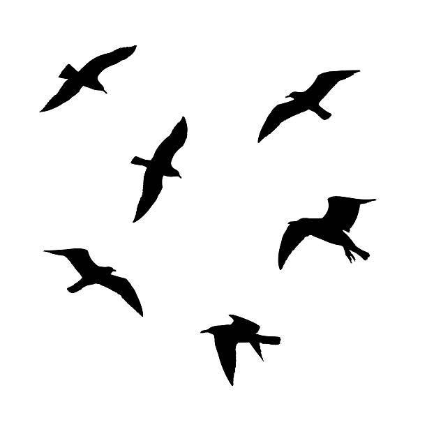 istock Set of flying seagulls silhouettes isolated 538344718