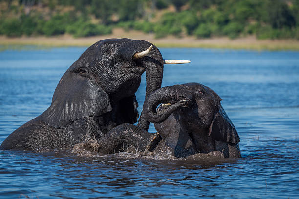 istock Two wet elephants play fighting in river 538344928