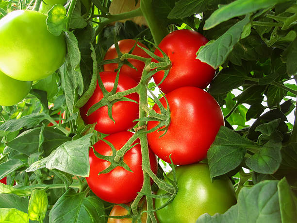 istock The red and green tomatoes on the Bush 538345584