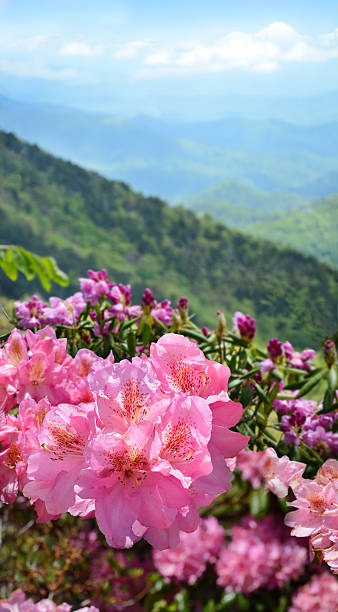 istock Beautiful azaleas blooming in mountains. 538345618