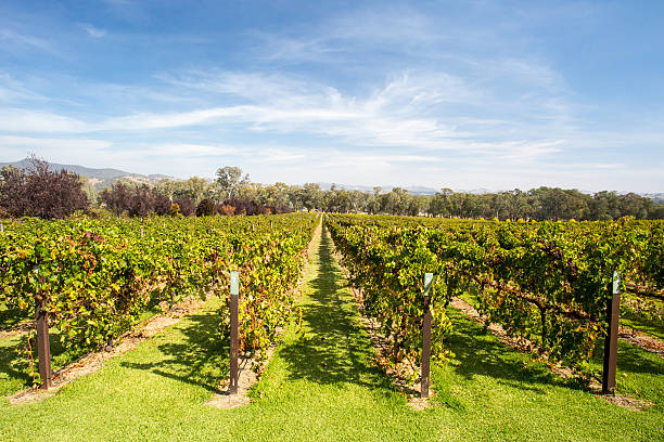 istock Alpine Valley Vines in Autumn 538346038