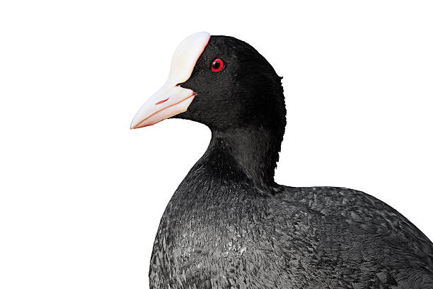 Beautiful portrait of coot isolated on white,black bird with red eyes , coot