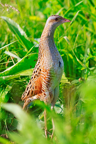 bird stands on tiptoe Corn crake stands on tiptoe,camouflage bird standing among green grass corncrake stock pictures, royalty-free photos & images