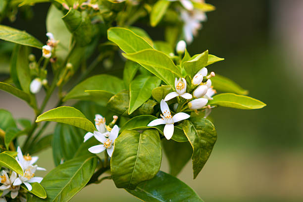 weiße blüten von orangenbaum - orangenbaum blüte stock-fotos und bilder