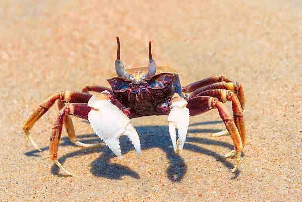 istock Beach crab hunting on the sand beach 538347240