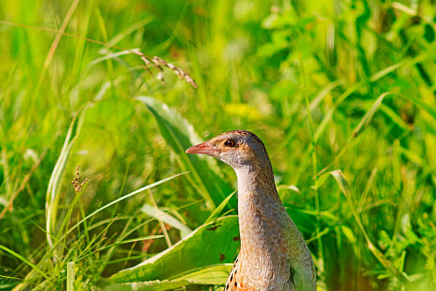 Corn crake  portrait in the green grass Corn crake  portrait in the green grass,camouflage bird standing corncrake stock pictures, royalty-free photos & images