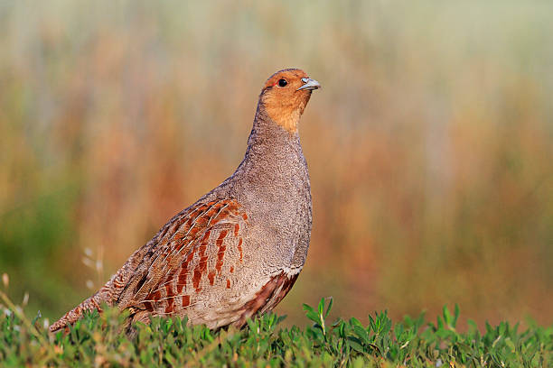 Grey partridge beautiful poses in the grass Grey partridge beautiful poses in the grass, wild bird unique moment perdix stock pictures, royalty-free photos & images