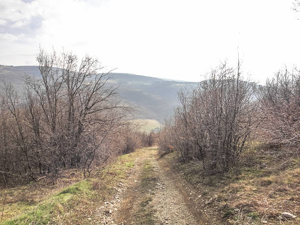 istock Djerdap forest in Serbia 538348592