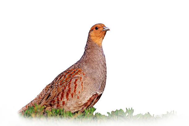 istock Grey partridge beautiful poses isolated on white  blurred background 538348636