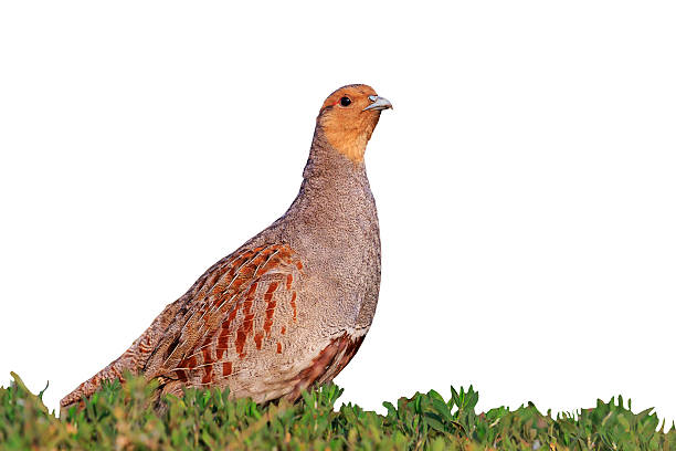 istock Grey partridge beautiful poses isolated on white 538348698