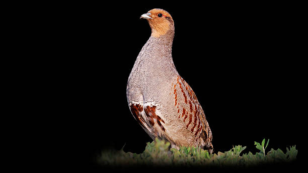 Grey partridge stands at attention isolated on  blurred black background Grey partridge stands at attention isolated on  blurred black background,bird stands at attention, good colors grey partridge perdix perdix stock pictures, royalty-free photos & images