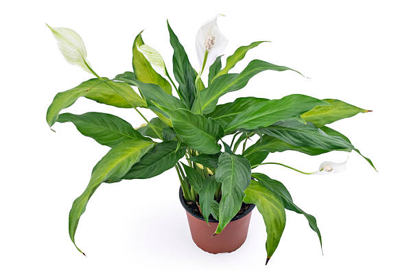 Spathiphyllum plant Spathiphyllum plant with flowers in flower pot, isolated on white background. Commonly known as Spath or peace lilies. peace lily photos stock pictures, royalty-free photos & images