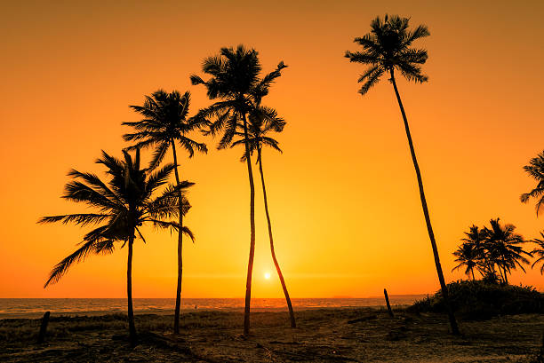 istock Palm trees at sunset on GOA Beach. India 538350560