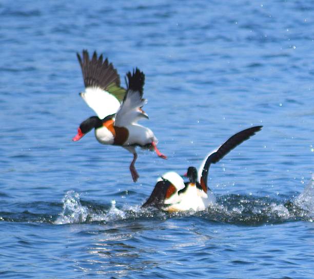 istock shelduck  bird duck taking off water flight flying 538350814