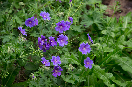 The blue or purple summer plant (perennial) pelargonium between green leaves (geranium) outdoors in the garden.