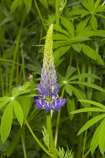 tremoceiro selvagem flores e botões na haste fechar-se, foco seletivo - lupine single flower flower blue imagens e fotografias de stock