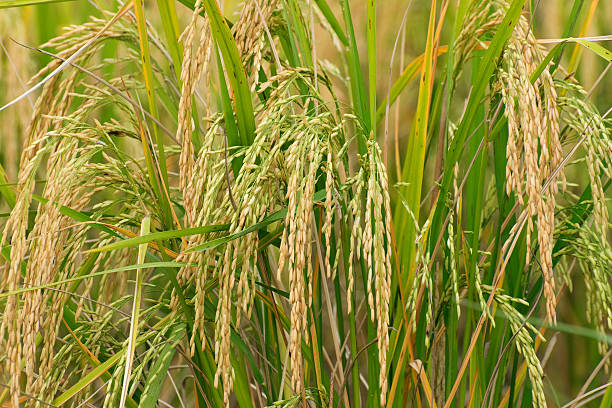 istock Paddy field, green agriculture land, India 538353412