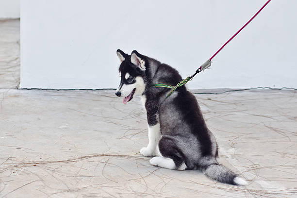 cão-da-sibéria sensível - dog overweight pleading begging imagens e fotografias de stock