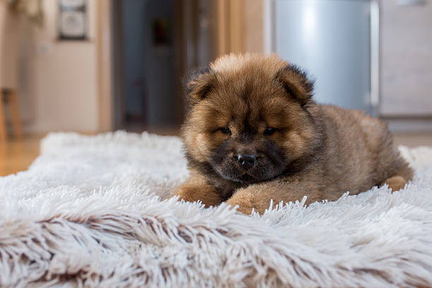 istock Small chow-chow dog lying on the carpet. 538353914